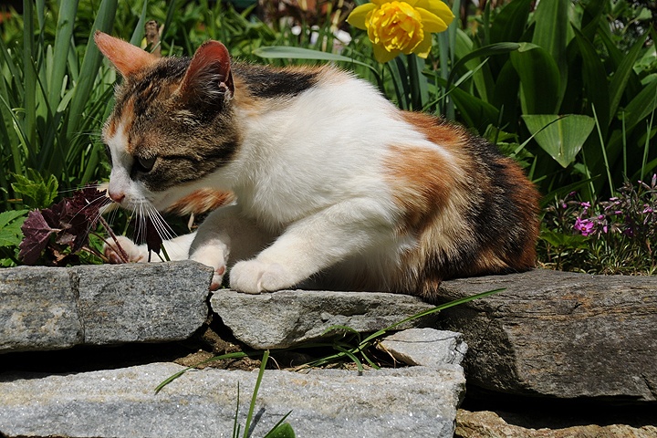    Kočka domácí (Felis silvestris f. catus)