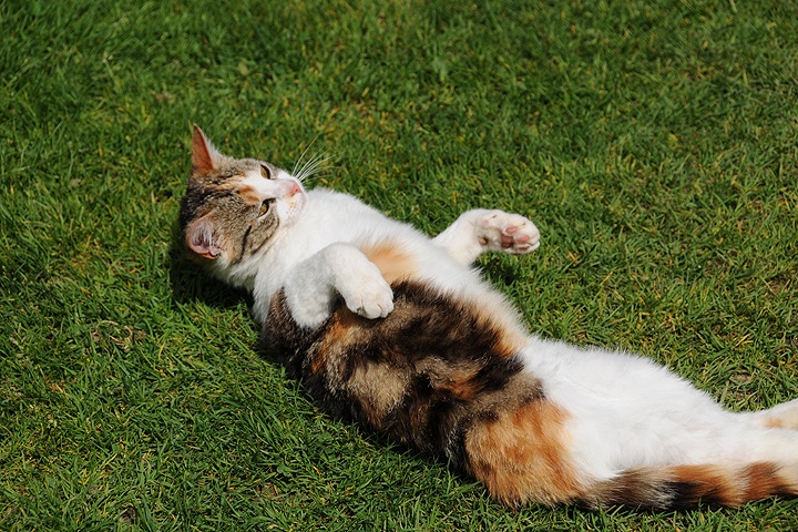    Kočka domácí (Felis silvestris f. catus)