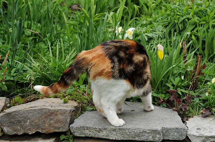    Kočka domácí (Felis silvestris f. catus)