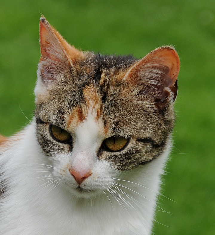    Kočka domácí (Felis silvestris f. catus)