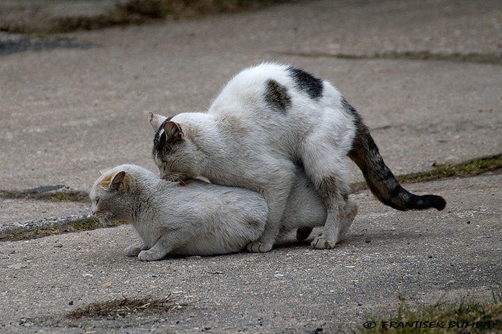    Kočka domácí (Felis silvestris f. catus)