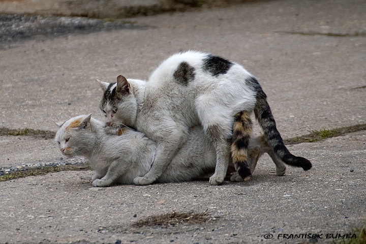    Kočka domácí (Felis silvestris f. catus)