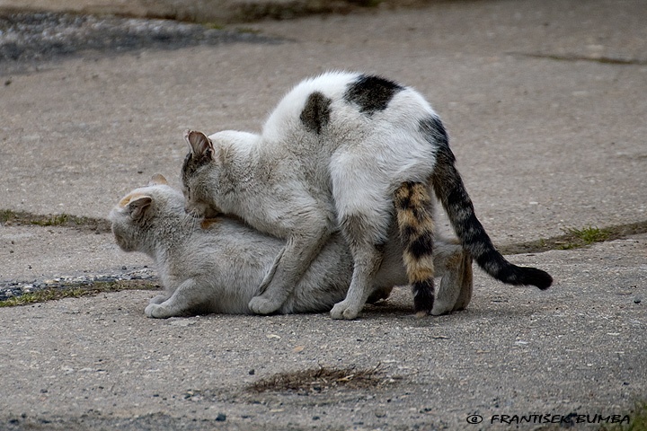    Kočka domácí (Felis silvestris f. catus)