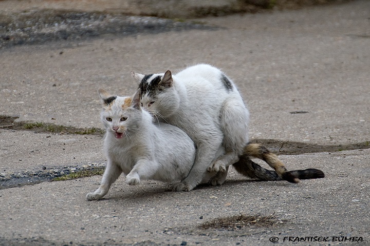    Kočka domácí (Felis silvestris f. catus)