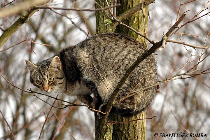    Kočka domácí (Felis silvestris f. catus)