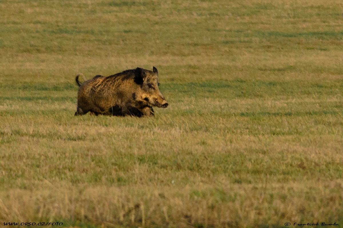 Prase divoké (Sus scrofa)