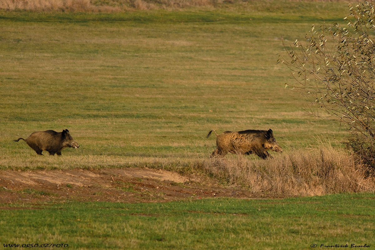 Prase divoké (Sus scrofa)