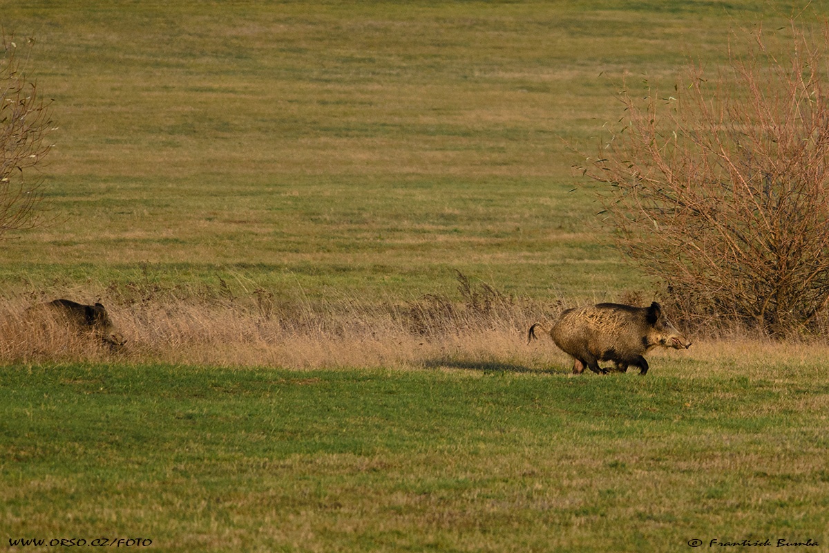 Prase divoké (Sus scrofa)