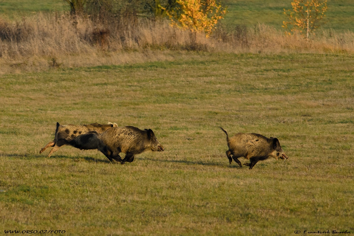 Prase divoké (Sus scrofa)