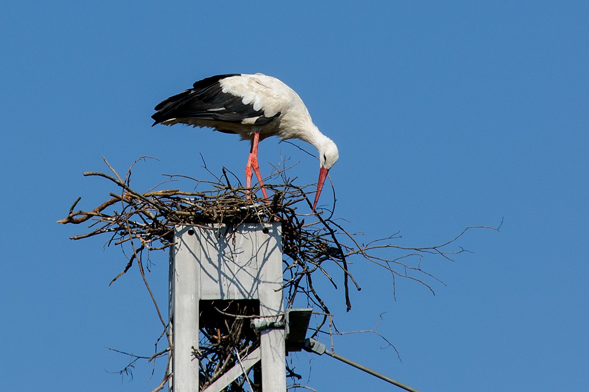   Čáp bílý (Ciconia ciconia) 