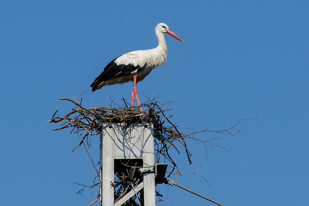   Čáp bílý (Ciconia ciconia) 