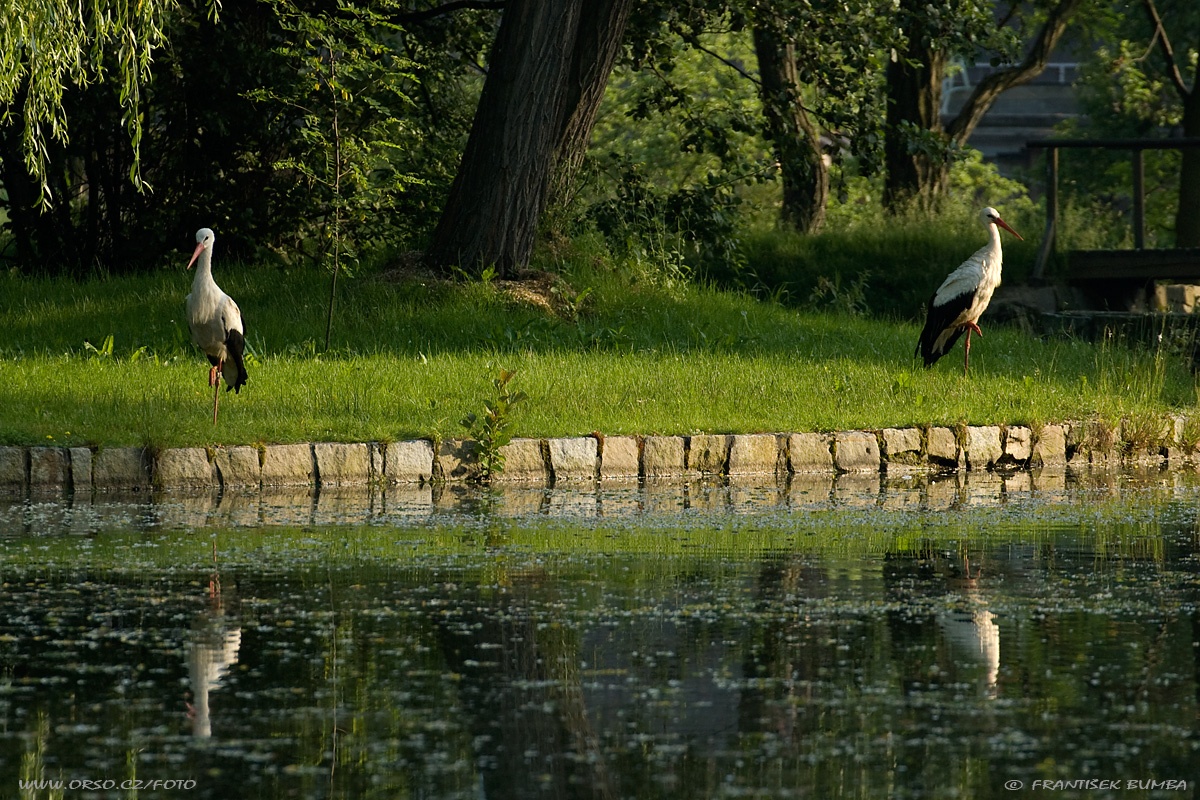   Čáp bílý (Ciconia ciconia) 