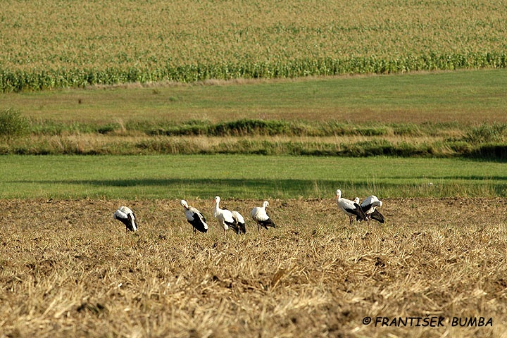   Čáp bílý (Ciconia ciconia) 