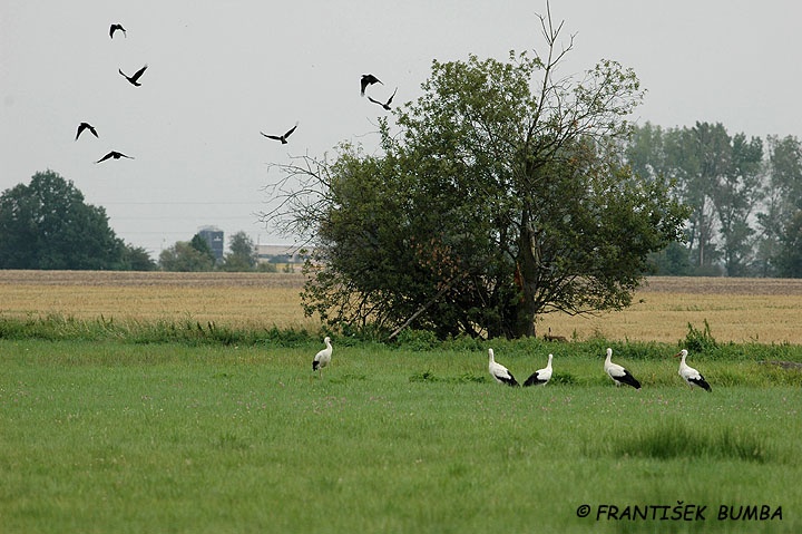   Čáp bílý (Ciconia ciconia) 