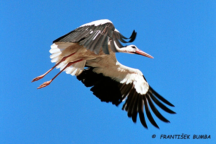   Čáp bílý (Ciconia ciconia) 