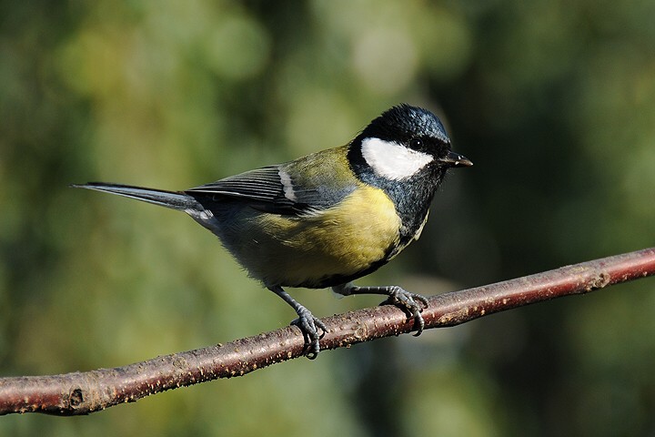 Sýkora koňadra (Parus major)