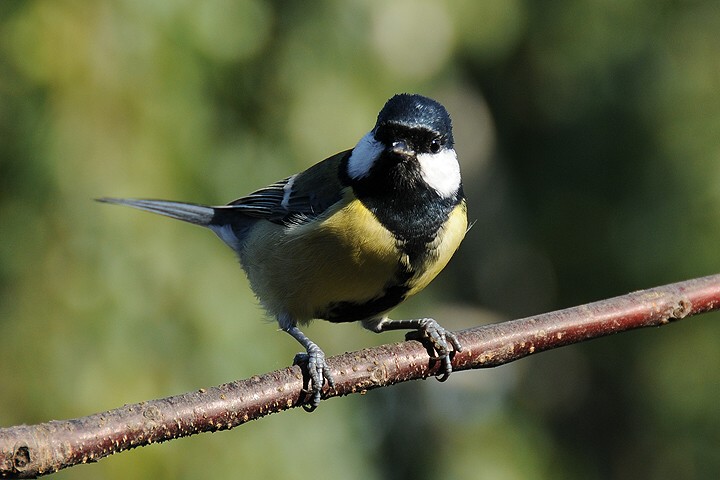 Sýkora koňadra (Parus major)