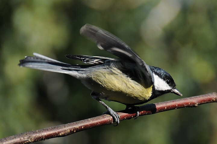 Sýkora koňadra (Parus major)