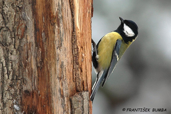 Sýkora koňadra (Parus major)