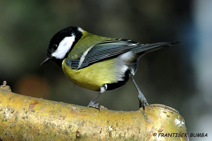 Sýkora koňadra (Parus major)