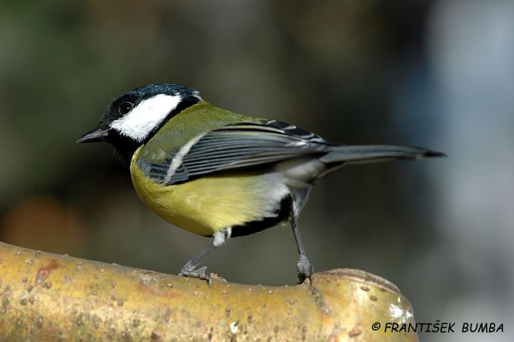 Sýkora koňadra (Parus major)