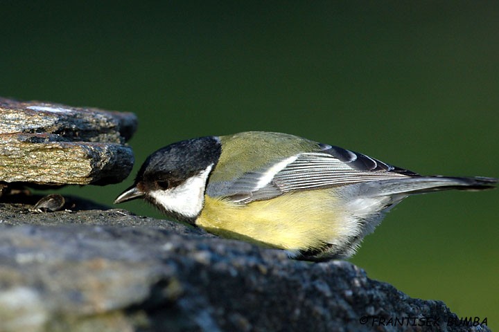 Sýkora koňadra (Parus major)