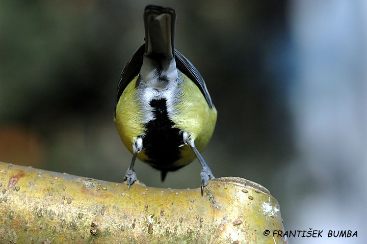 Sýkora koňadra (Parus major)