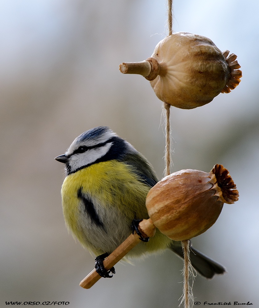 Sýkora modřinka (Parus caeruleus)