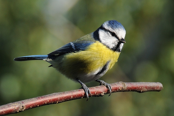 Sýkora modřinka (Parus caeruleus)