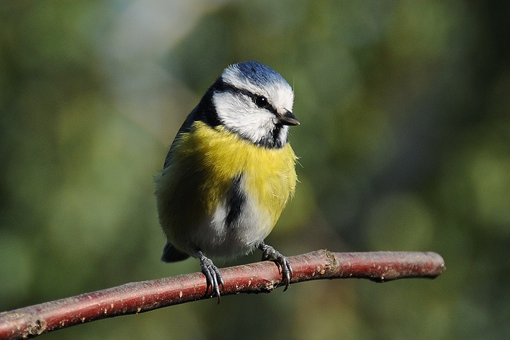 Sýkora modřinka (Parus caeruleus)