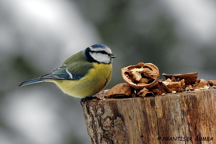 Sýkora modřinka (Parus caeruleus)