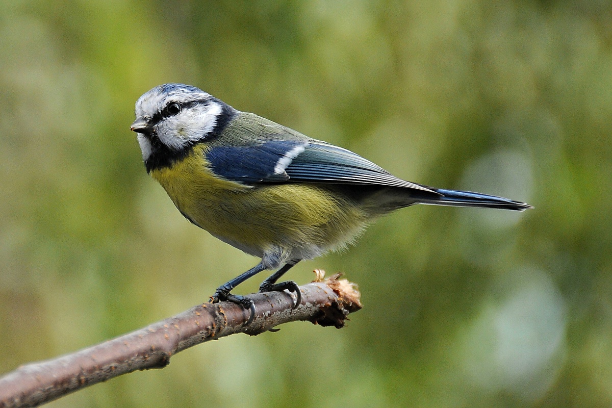 Sýkora modřinka (Parus caeruleus)