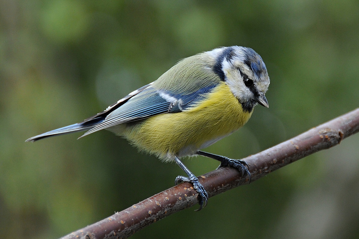 Sýkora modřinka (Parus caeruleus)