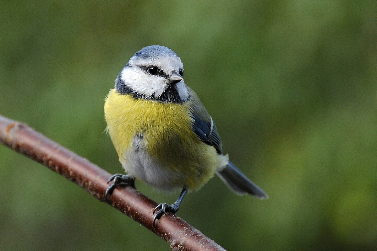 Sýkora modřinka (Parus caeruleus)