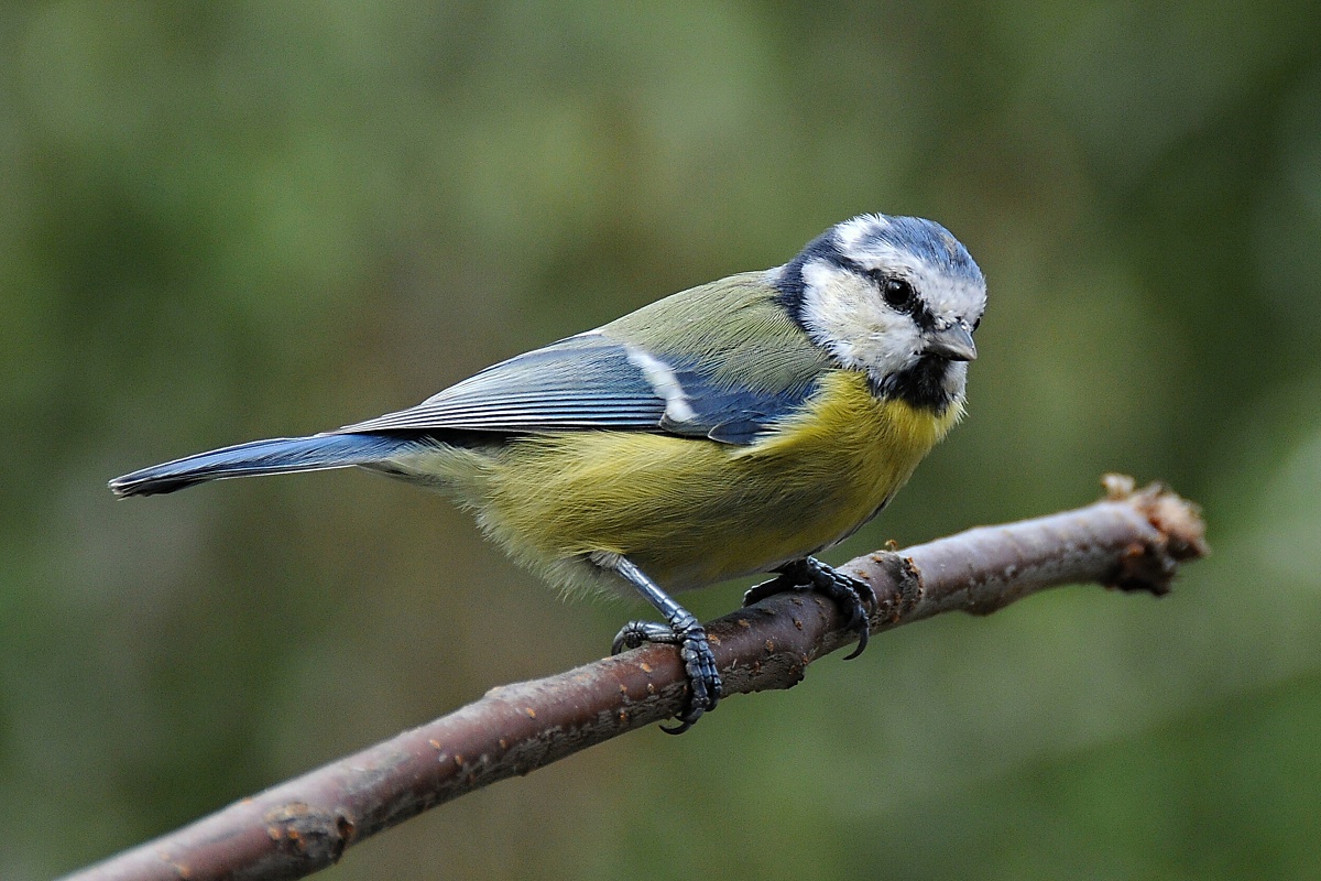 Sýkora modřinka (Parus caeruleus)