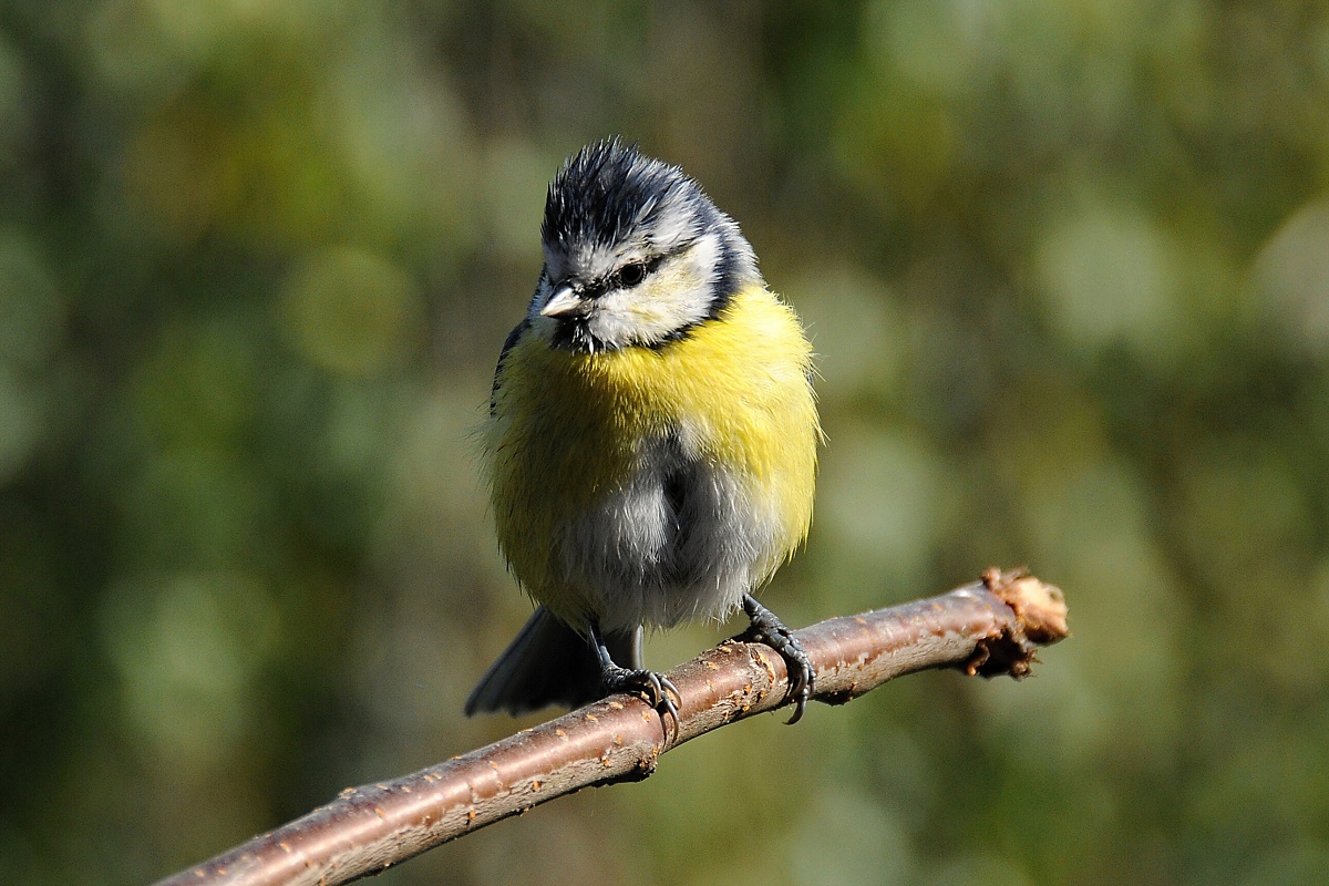 Sýkora modřinka (Parus caeruleus)