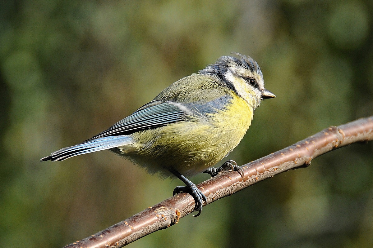 Sýkora modřinka (Parus caeruleus)