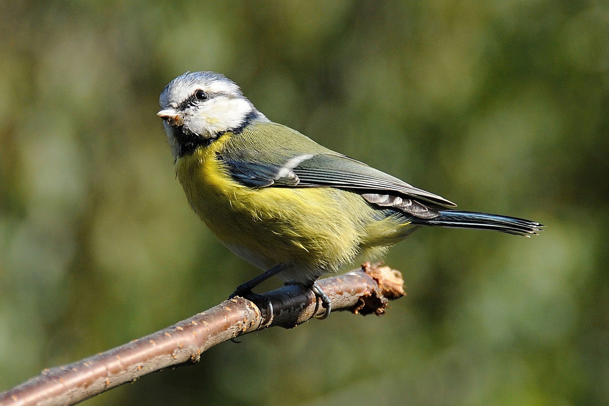 Sýkora modřinka (Parus caeruleus)