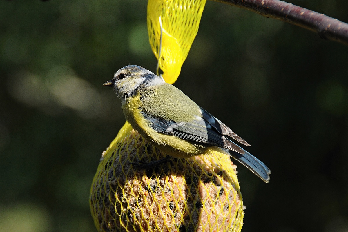 Sýkora modřinka (Parus caeruleus)