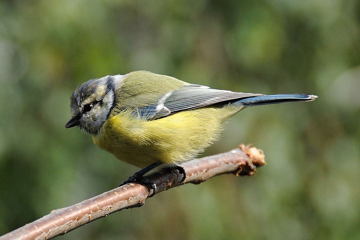 Sýkora modřinka (Parus caeruleus)