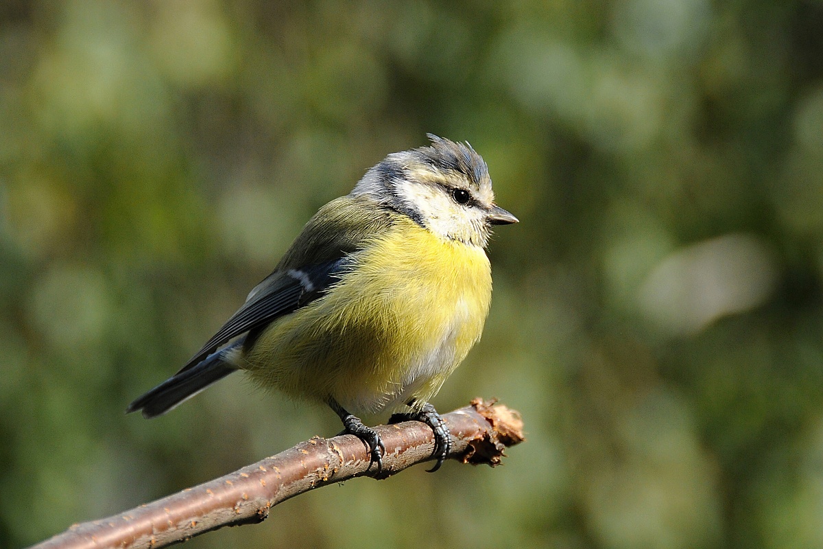 Sýkora modřinka (Parus caeruleus)