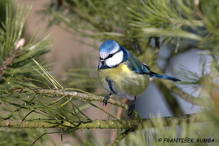 Sýkora modřinka (Parus caeruleus)