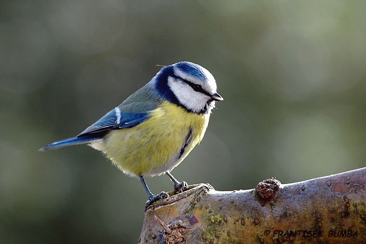 Sýkora modřinka (Parus caeruleus)