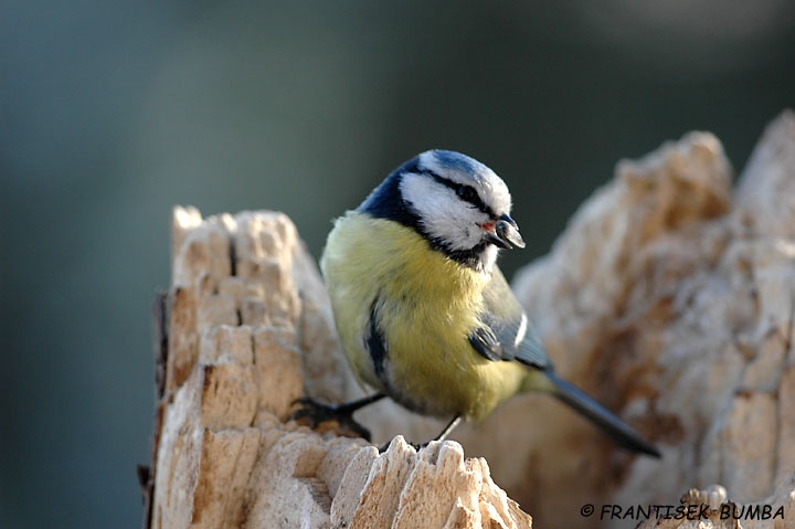 Sýkora modřinka (Parus caeruleus)