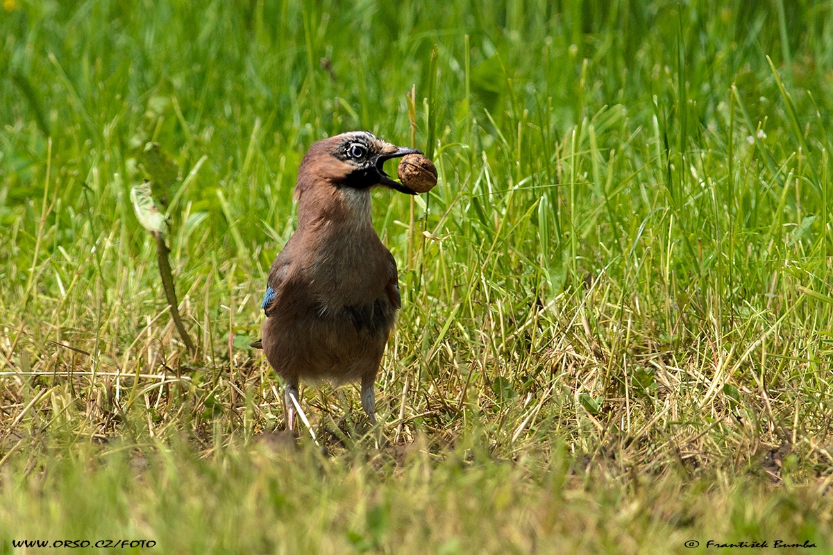 Sojka obecná (Garrulus glandarius)