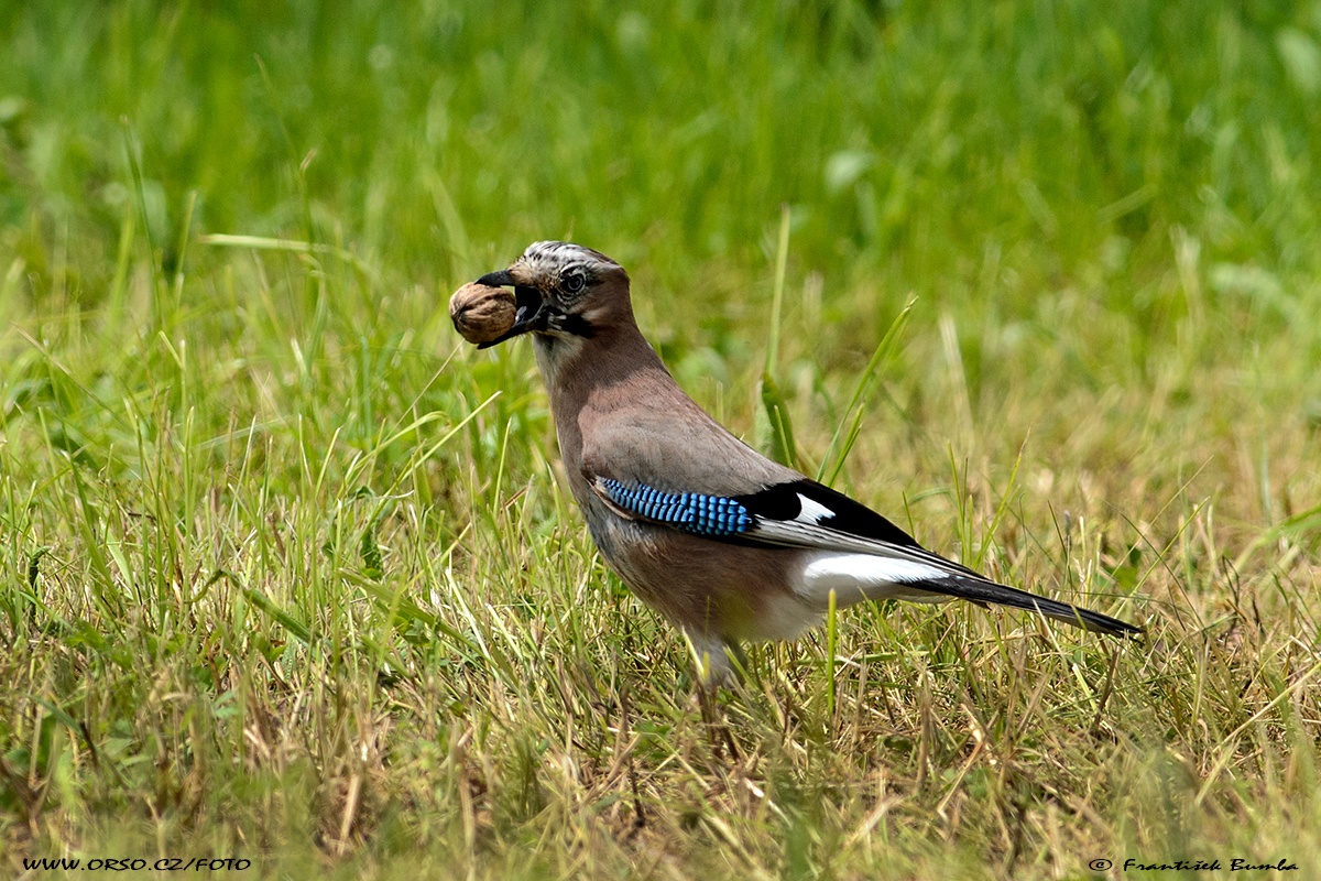 Sojka obecná (Garrulus glandarius)