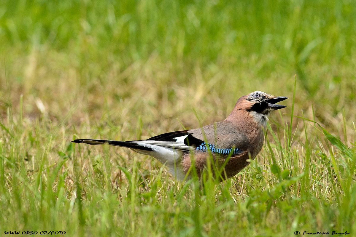 Sojka obecná (Garrulus glandarius)