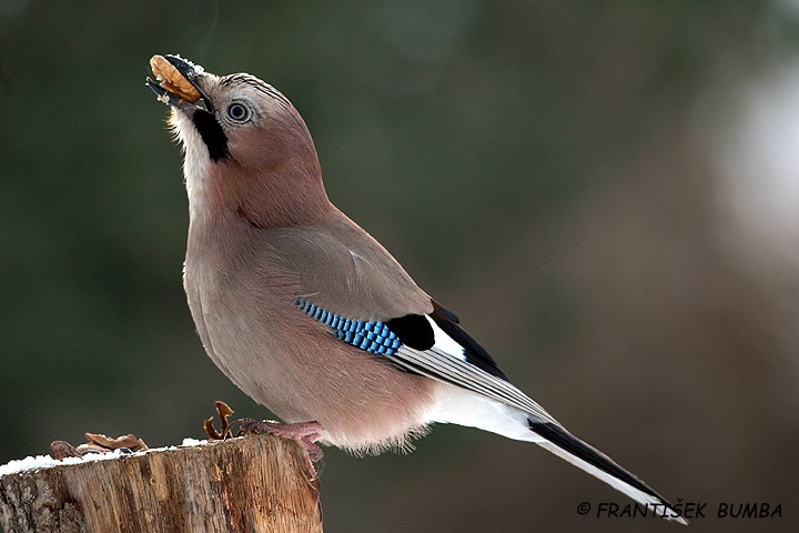 Sojka obecná (Garrulus glandarius)