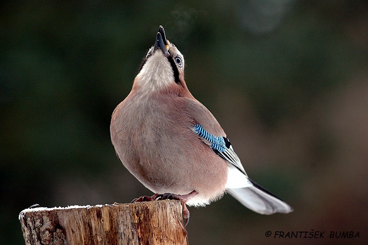 Sojka obecná (Garrulus glandarius)