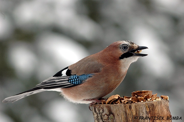 Sojka obecná (Garrulus glandarius)